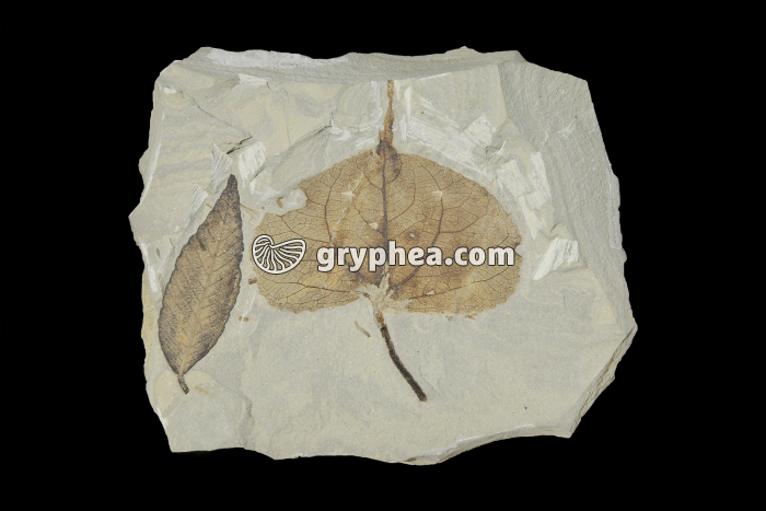 Feuilles de Peuplier et Saule - gryphea.com